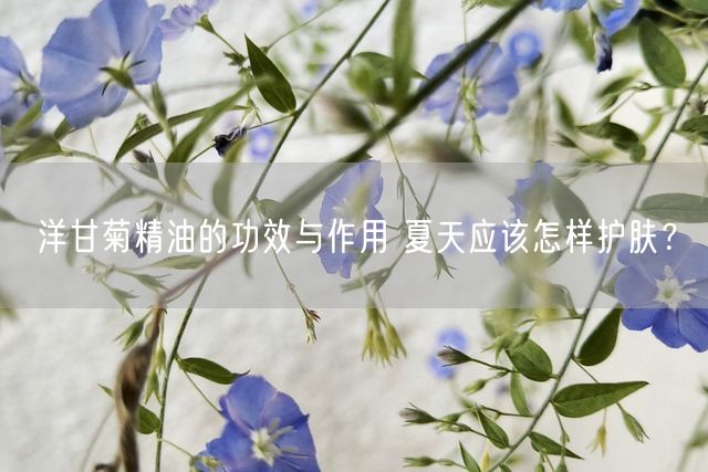 洋甘菊精油的功效与作用 夏天应该怎样护肤？(图1)