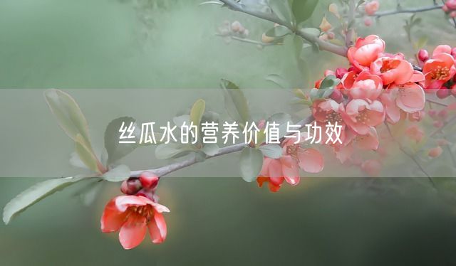 丝瓜水的营养价值与功效(图1)